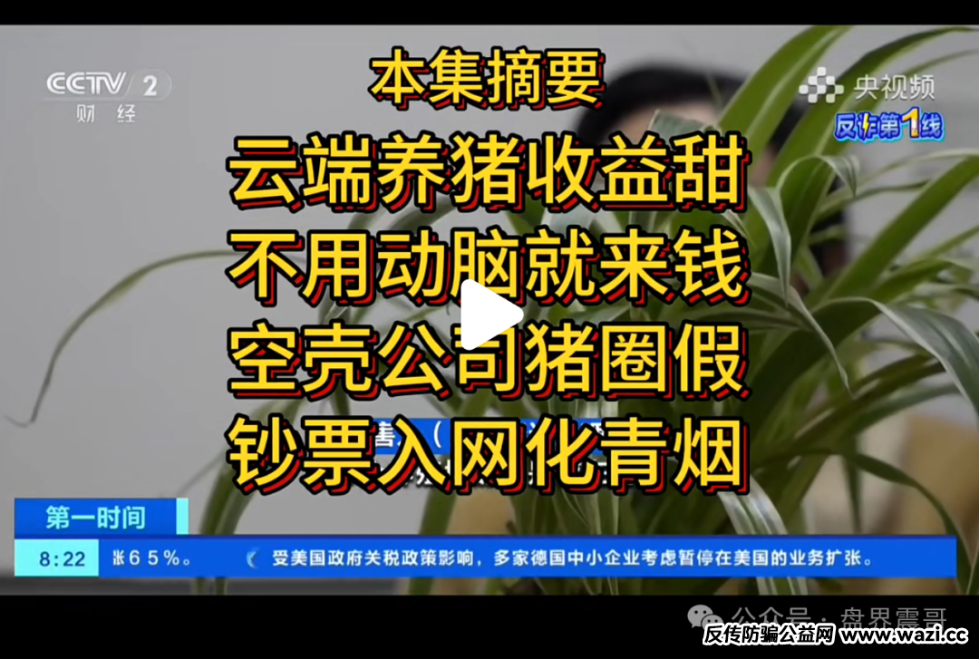 震哥揭露“云养黑猪”骗局：高收益背后是血泪陷阱
