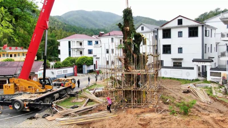 江西南昌：千年银杏树倒伏 全力抢救进行时&amp;#8203;