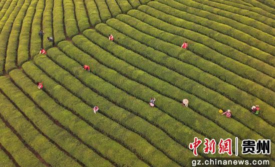 贵州岑巩：青年志愿服务助农采茶忙