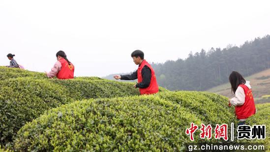 贵州岑巩：青年志愿服务助农采茶忙