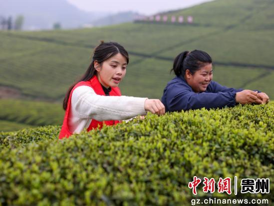 贵州岑巩：青年志愿服务助农采茶忙