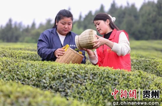 贵州岑巩：青年志愿服务助农采茶忙