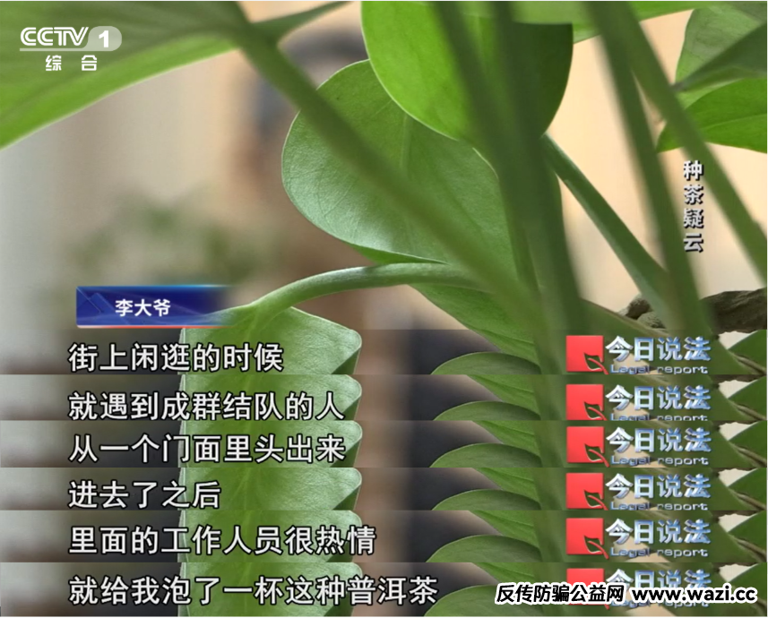 7万多名会员参与“云端种茶”，背后竟是精心编织的“致富”假象！