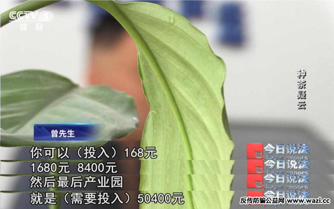 7万多名会员参与“云端种茶”，背后竟是精心编织的“致富”假象！