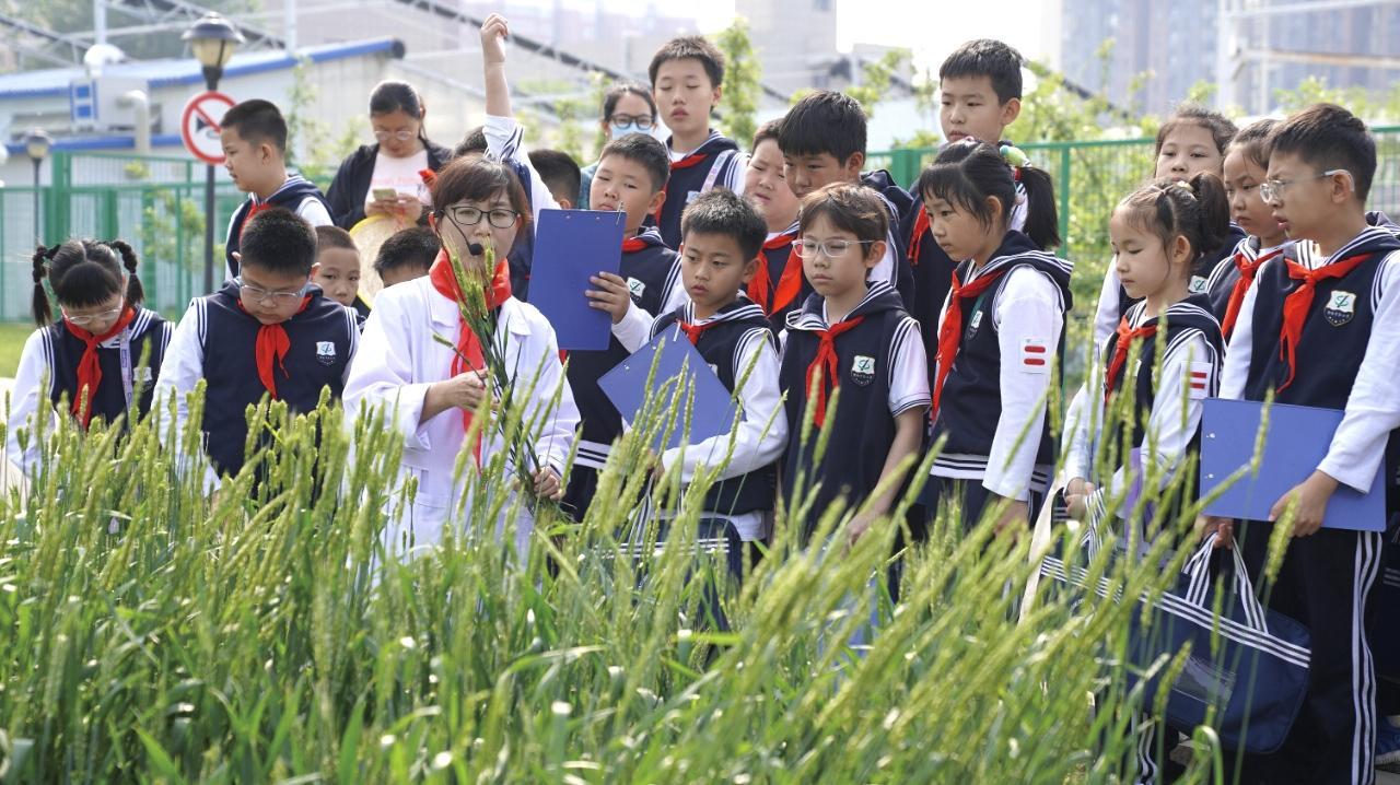 从课堂到田间，走近“神奇的小麦”