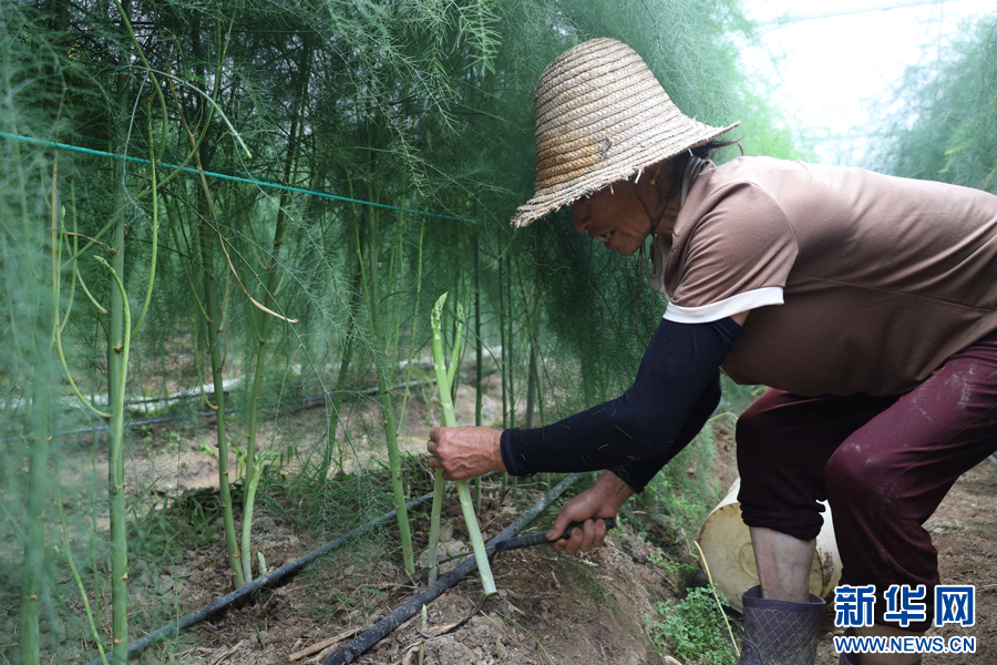 江西乐安：小小芦笋“破”出致富路