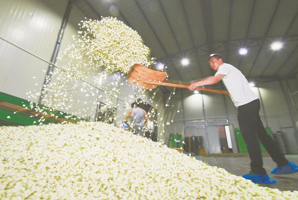 福州：茉莉新生 跨界绽放