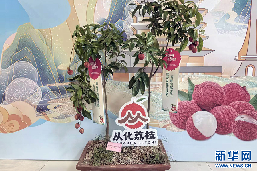 乡村振兴在行动|科技赋能 晚熟荔枝从“夏日限定”到“四季可期”