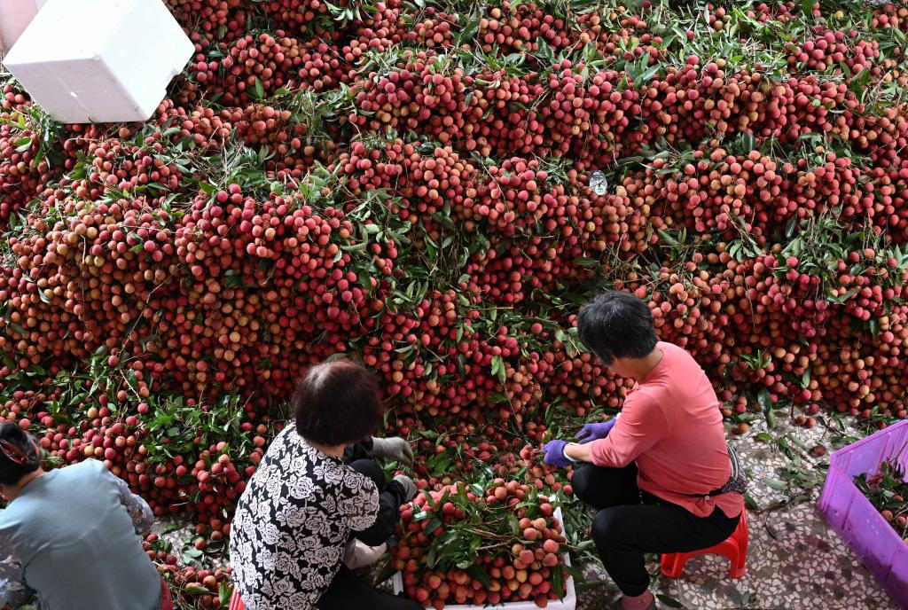 今年荔枝大丰收，荔枝“大小年”谁说了算？