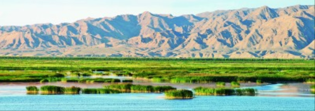 宁夏青铜峡库区湿地自然保护区：湿地壮阔 水鸟振翅