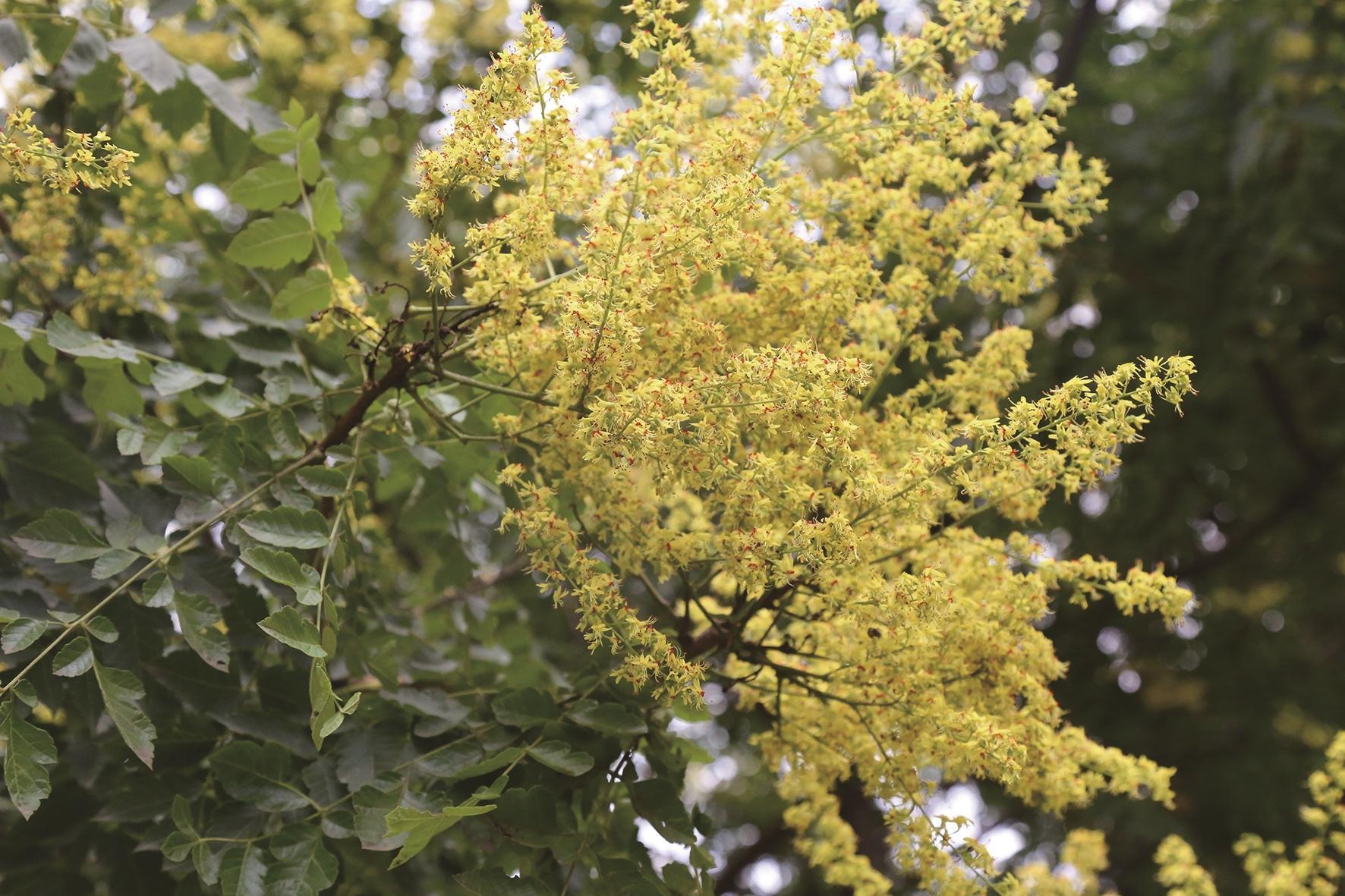 栾树：一年能占十月春，观花观叶又观果