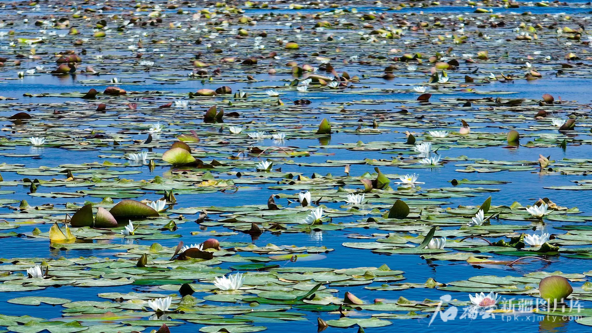 239公里环湖路“串珠成链” 博湖美景一键打包即可出发