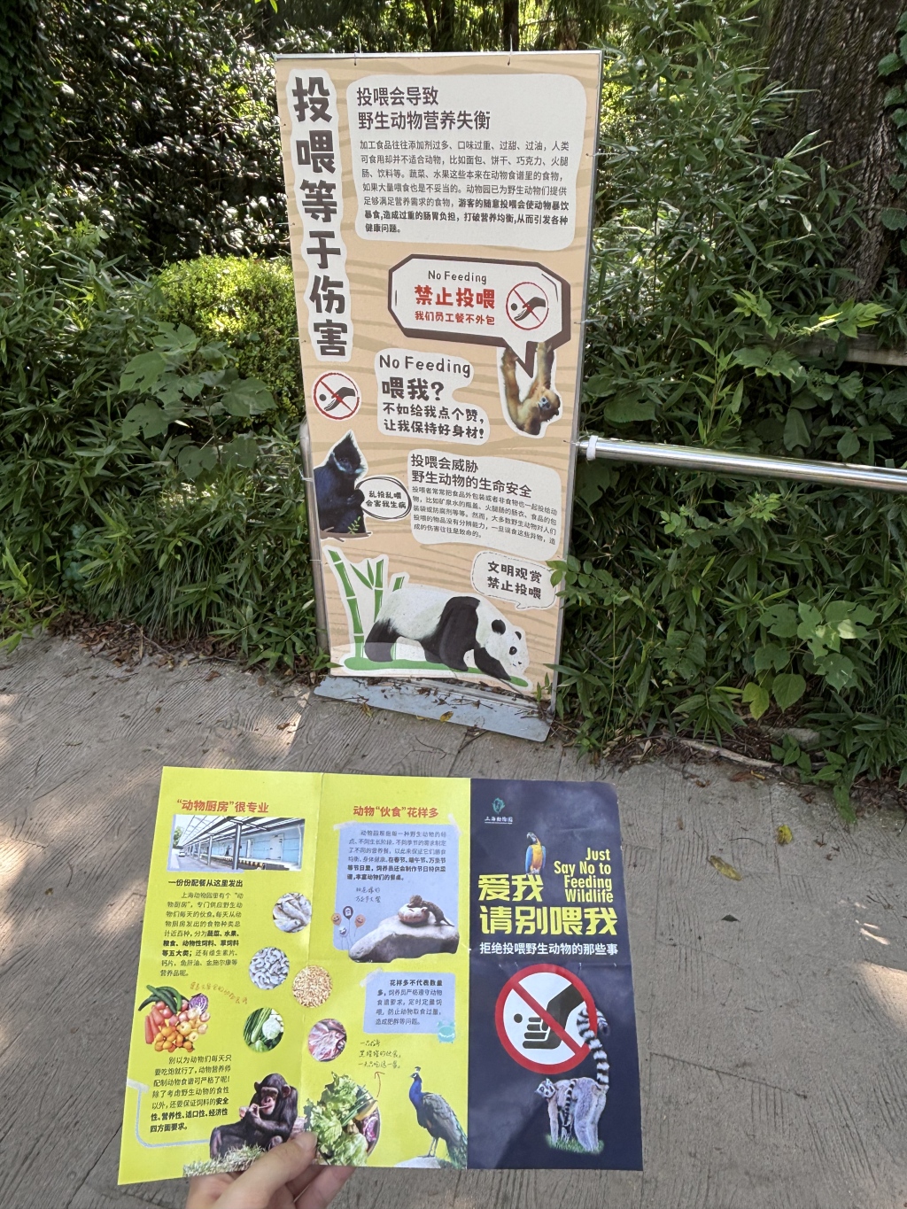 投喂屡禁不止、“网红”棕熊学会乞食？上海动物园将改建