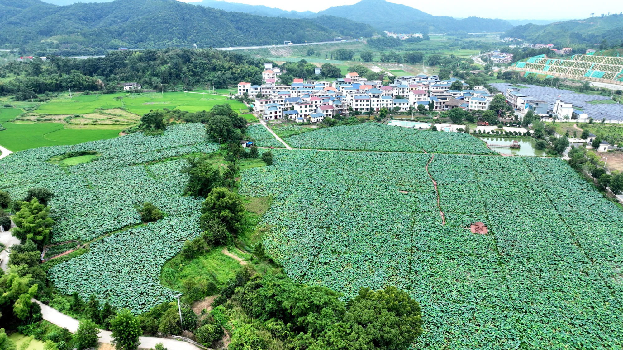 江西遂川：荷花盛放撑起乡村振兴“美丽经济”
