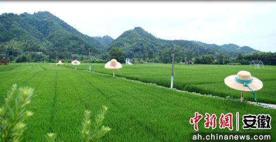 休宁县商山镇农旅融合促发展 乡村焕发新活力